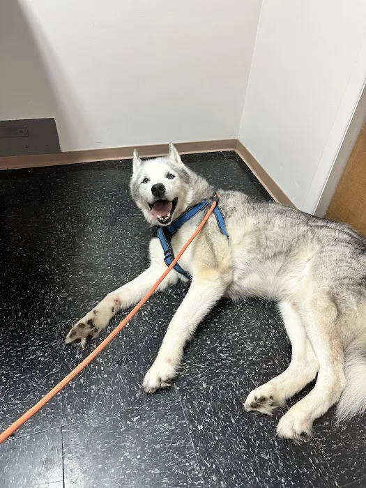 Spring Mills Veterinary Hospital 3
