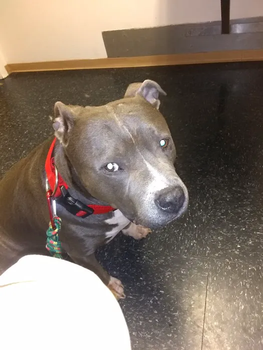 Spring Mills Veterinary Hospital 9