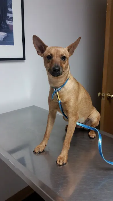 Spring Mills Veterinary Hospital 5