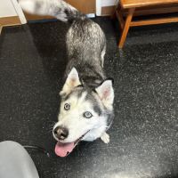 Spring Mills Veterinary Hospital ico