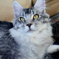 Carol's Cottage Cattery ico