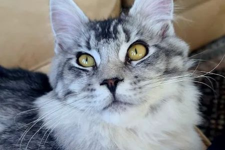 Carol's Cottage Cattery