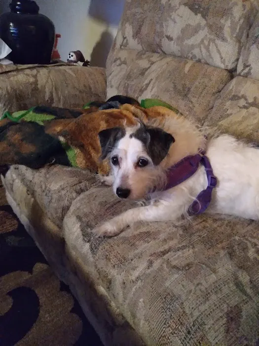 Saucon Valley Animal Hospital 12