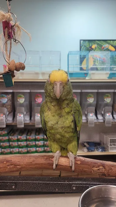 Just4BirdsII 12