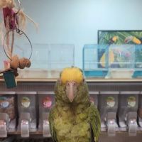 Just4BirdsII ico