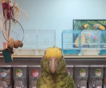 Just4BirdsII