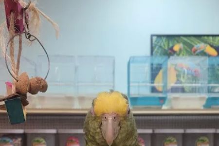 Just4BirdsII