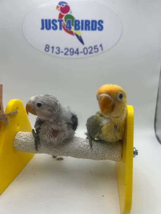 Just4BirdsII 12