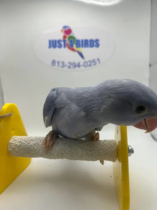Just4BirdsII 12