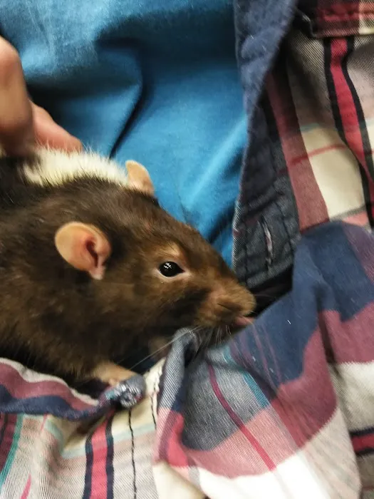 Pet Supermarket 12