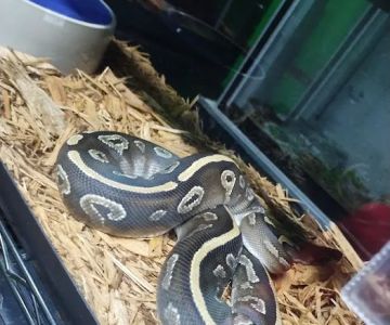 Wild Things Exotic Animals