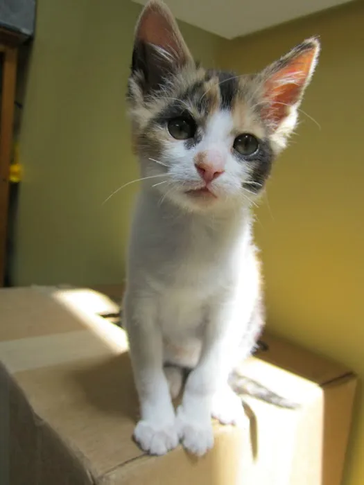Animal Wellness Center 12