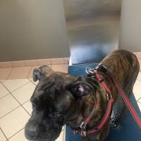 Jefferson Road Animal Hospital ico