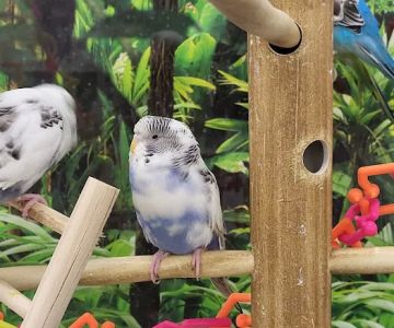 Petco