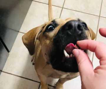 MUTT Munchies, LLC