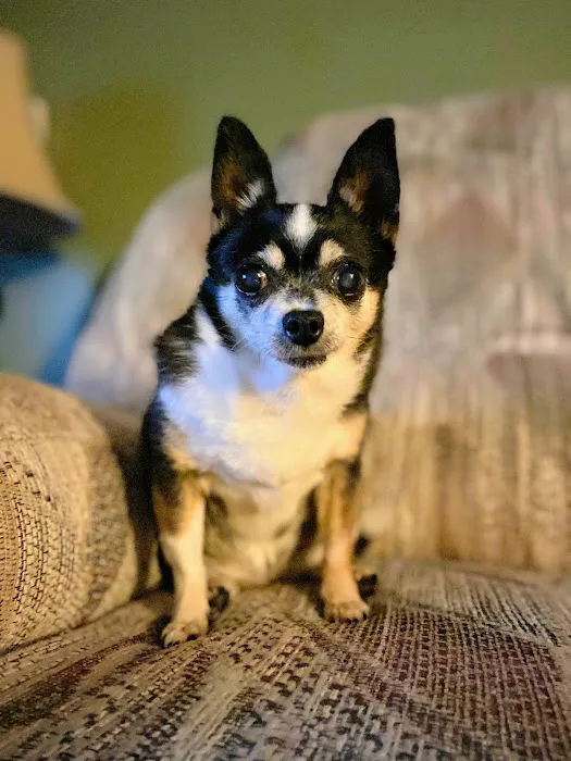 Tippecanoe Animal Hospital 6