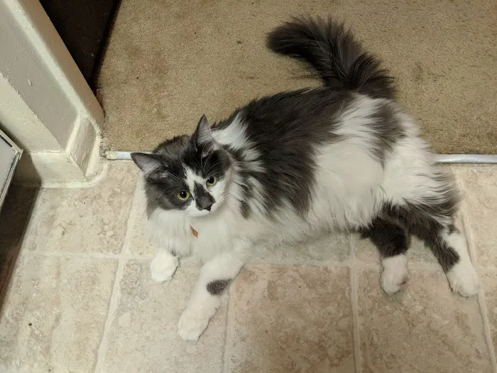 Tippecanoe Animal Hospital 7