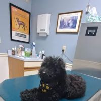 Tippecanoe Animal Hospital ico