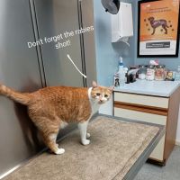 Tippecanoe Animal Hospital Inc: Becker Julia M DVM ico