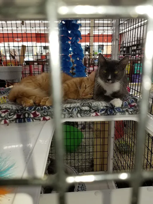 Pet Supermarket 10