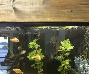 Undersea World Aquatics