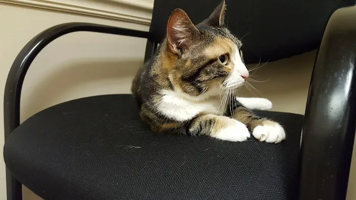 Greater Lafayette Cat Hospital 12