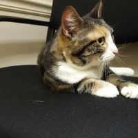 Greater Lafayette Cat Hospital ico