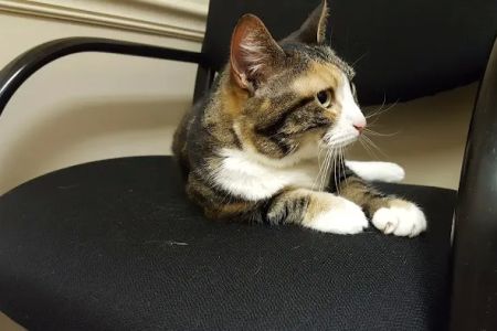 Greater Lafayette Cat Hospital