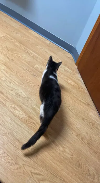 Greater Lafayette Cat Hospital 12