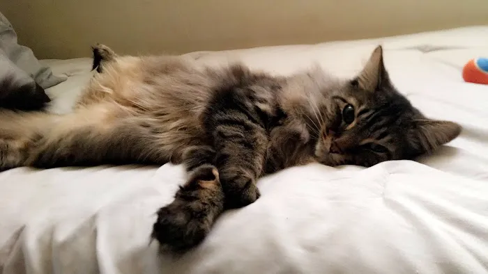Greater Lafayette Cat Hospital 12