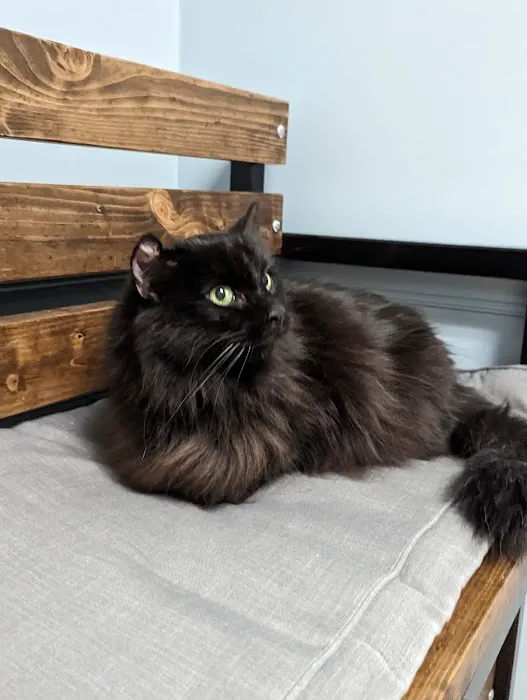 Greater Lafayette Cat Hospital 12