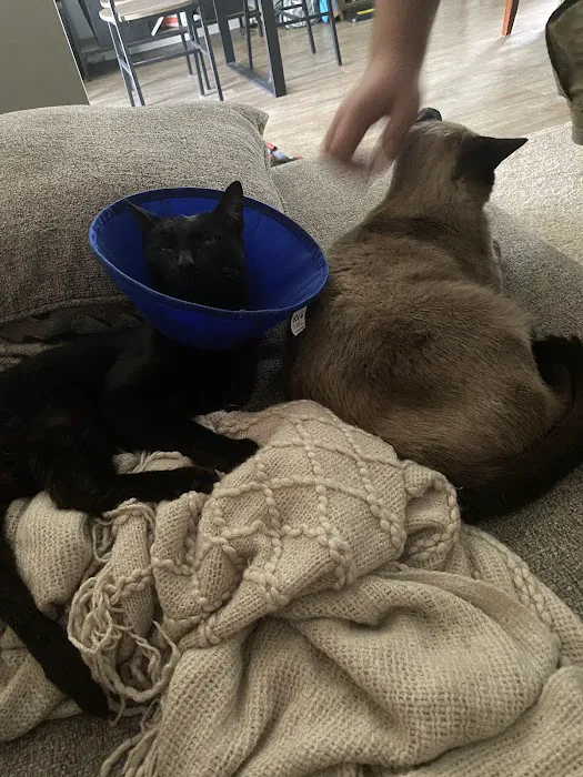Greater Lafayette Cat Hospital 12