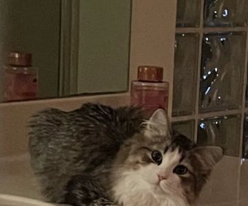 Kravchenko Siberian Cats