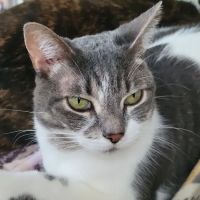 WEA Animal Hospital ico