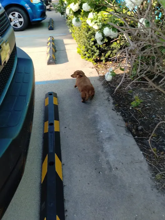 4 Precious Paws 6