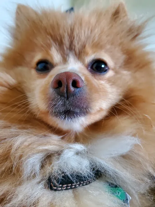 4 Precious Paws 7