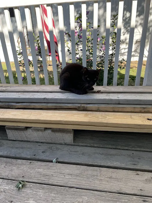 4 Precious Paws 4