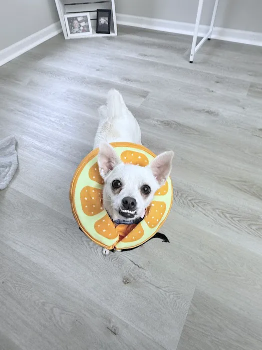 4 Precious Paws 2