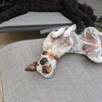 4 Precious Paws ico