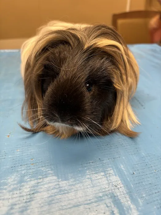 VCA Lafayette Animal Hospital 12