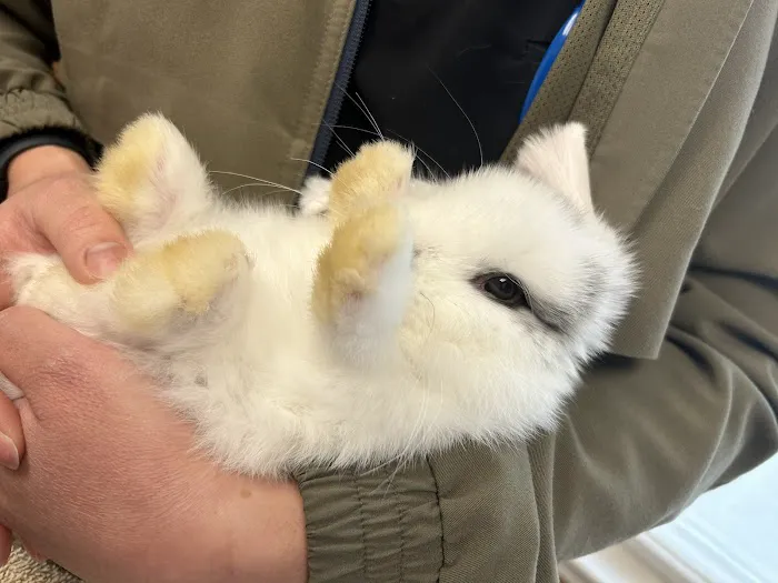 VCA Lafayette Animal Hospital 12