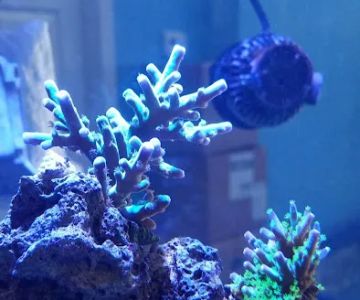 Bluewater Reef Aquatics, Inc.