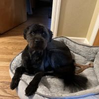 VCA Paw Prints Animal Hospital ico