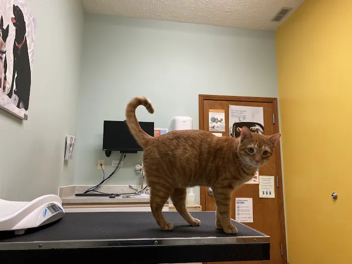 VCA Paw Prints Animal Hospital 12