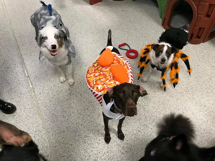 Petsburgh Pet Care 12