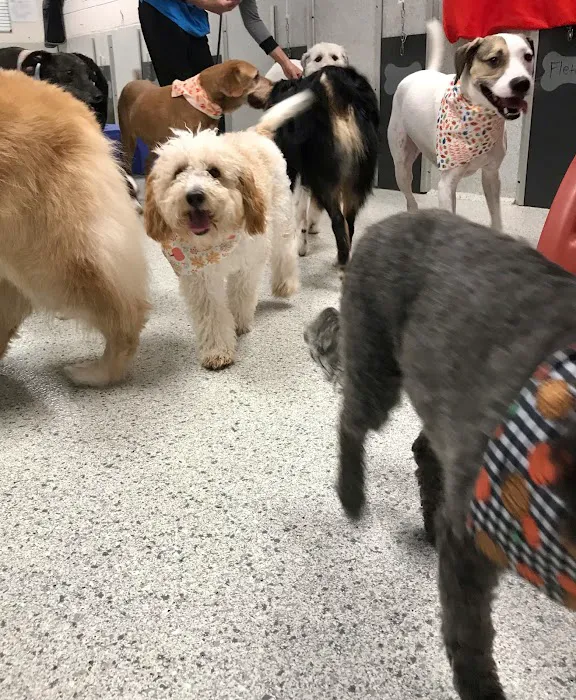 Petsburgh Pet Care 12