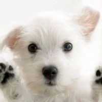 Crystal Creek Kennels/North Central Indiana Spay & Neuter ico