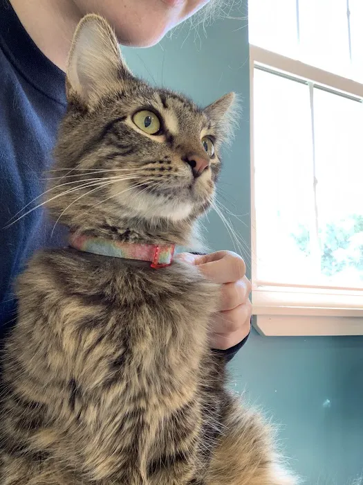 Delphi Animal Hospital 12