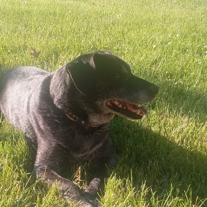 Delphi Animal Hospital 12