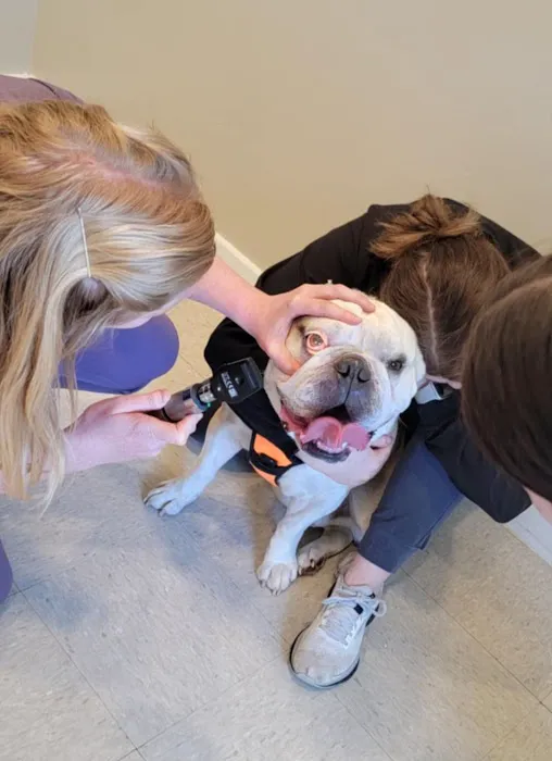 Delphi Animal Hospital 12